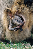MAM 35 GR0002 01
Brush-Tailed Rock-Wallaby Joey Peeking Out Of Mother's Pouch