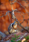 MAM 35 KH0001 01
Black-Footed Rock-Wallaby Sitting On Rock