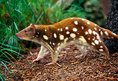 MAM 36 KH0001 01
Tiger Quoll Walking On Dirt