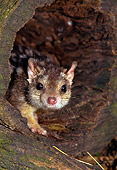 MAM 36 KH0002 01
Northern Quoll Peeking Out Of Hollow Log