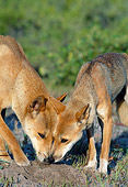MAM 37 MH0001 01
Close-Up Of Two Dingos Sniffing For Food