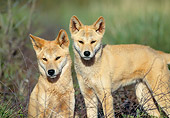 MAM 37 MH0002 01
Close-Up Of Two Dingos In Outback