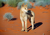 MAM 37 MH0003 01
Dingo Standing On Red Dirt In Outback