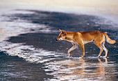 MAM 37 KH0001 01
Dingo Walking On Beach