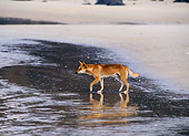 MAM 37 KH0002 01
Dingo Walking On Beach