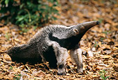 MAM 38 BA0001 01
Giant Anteater Standing In Fallen Leaves In Forest