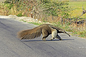 MAM 38 GL0001 01
Giant Anteater Crossing Road In Los Lianos, Venezuela