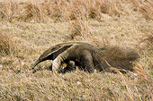 MAM 38 GL0002 01
Giant Anteater Walking Through Pampa In Los Lianos, Venezuela