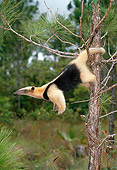 MAM 38 KH0001 01
Southern Tamandua Hanging Off Tree By Tail Brazil