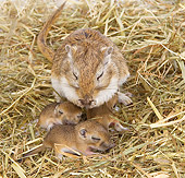 MAM 39 JE0001 01
Family Of Gerbils Sleeping In Straw