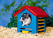 MAM 39 KH0001 01
Mongolian Gerbil Peeking Out Of Blue House
