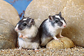 MAM 39 KH0002 01
Mongolian Gerbils Sitting By Rocks