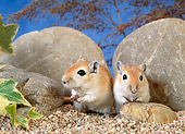 MAM 39 KH0003 01
Mongolian Gerbils Sitting By Rocks