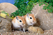 MAM 39 KH0004 01
Mongolian Gerbils Sitting By Rocks