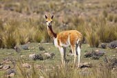 MAM 40 JE0001 01
Vicuna Standing In Field South America