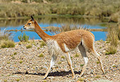 MAM 40 JE0002 01
Vicuna Walking In Field By Lake South America