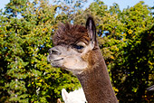 MAM 41 LS0001 01
Head Shot Of Alpaca Against Autumn Tree