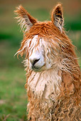 MAM 41 WF0001 01
Head Shot Of Alpaca Standing In Field South America