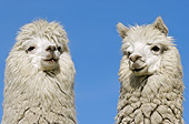 MAM 41 WF0002 01
Head Shot Of Two Alpaca Against Blue Sky