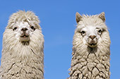 MAM 41 WF0003 01
Head Shot Of Two Alpaca Against Blue Sky