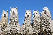MAM 41 WF0004 01
Close-Up Of Group Of Alpaca Against Blue Sky