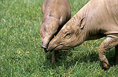 MAM 42 GL0001 01
Close-Up Of Babirusa Mother And Cub Nuzzling On Grass Indonesia