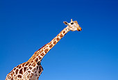 AFW 09 TK0001 02
Low Angle View Of Masai Giraffe Standing Blue Sky Tanzania