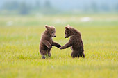 BEA 02 NE0001 01
Two Alaskan Brown Bear Cubs Standing On Hind Legs In Grass Alaska