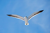 BRD 04 AC0005 02
Southern Black-Backed Gull In Flight South Africa