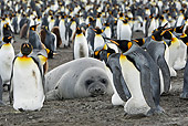 BRD 05 WF0072 01
Elephant Seal Laying On Beach Surrounded By Colony Of King Penguins