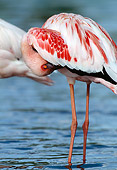 BRD 11 MH0022 01
Portrait Of Lesser Flamingo Standing In Water Preening Feathers