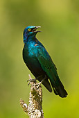 BRD 13 MC0036 01
Greater Blue-Eared Glossy Starling Perched On Post Calling Kenya