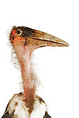 BRD 29 MH0010 01
Head Shot Of Marabou Stork On White Seamless