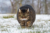 CAT 02 KH0359 01
Portrait Of Obese Cat Walking Through Snow