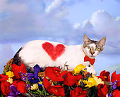 CAT 02 RK1458 01
White Tabby Cat Wearing Bow Tie With Heart On Side Laying In Basket With Flowers