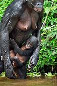 CHI 02 MH0013 01
Bonobo Chimpanzee  Baby Clinging To Mother In Rainforest