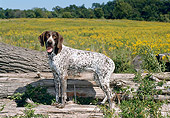 DOG 06 FA0026 01
German Shorthaired Pointer Standing On Log By Grass Field