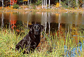 DOG 18 LS0027 01
Black Labrador Retriever Sitting In Grass At Edge Of Lake