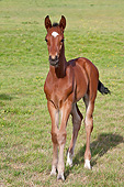 HOR 02 KH0048 01
Chestnut Colt Standing On Grass Normandy