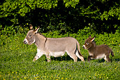 MAM 14 KH0102 01
Miniature Donkey Mother And Foal Walking In Meadow