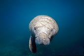 MAM 03 JM0081 03
West Indian Manatee Swimming In Shallows Florida