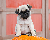 PUP 23 BK0007 01
Pug Puppy Sitting On Pumpkin