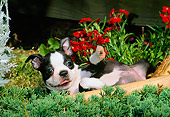 PUP 14 CE0065 02
Boston Terrier Puppy Laying In Shrub By Flowers And Baseball Bat Glove