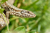 REP 02 AC0020 01
Close-Up Of Wall Lizard Male Sitting In Tree Spain