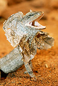 REP 02 AC0021 01
Portrait Of King's Lizard Displaying Threat On Sand