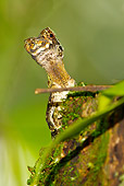 REP 02 MC0006 01
Pug-Nosed Anole On Tree Stump Costa Rica