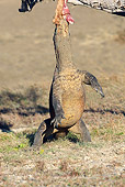 REP 02 WF0013 01
Komodo Dragon Reaching To Eat Meat From Branch