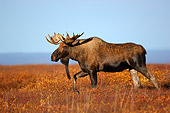 WLD 20 MA0005 01
Bull Moose Walking Through Field Profile
