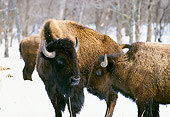 NOA 01 RK0002 02
Close Up Of Two Buffalos On Snow Trees Background