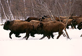 NOA 01 RK0001 11
A Herd Of Buffalo On Snow